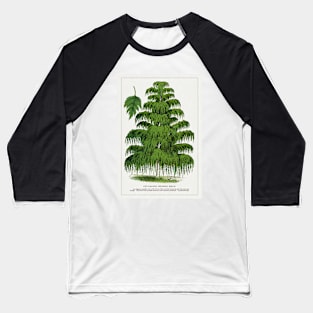 Weeping Birch Tree lithograph (1900) Baseball T-Shirt